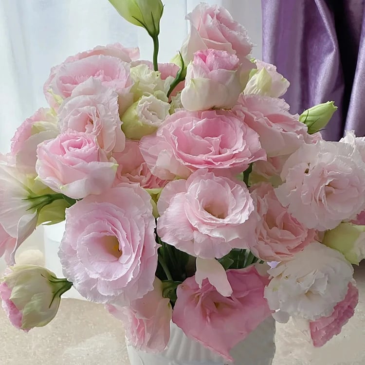 🔥Posledný deň predaja💝Eustoma beztŕňová τριαντάφυλλο💐Semená Lisianthus-SK 