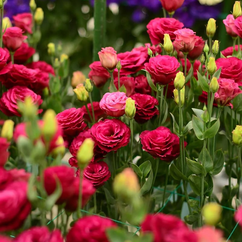 🔥Posledný deň predaja💝Eustoma beztŕňová τριαντάφυλλο💐Semená Lisianthus-SK 
