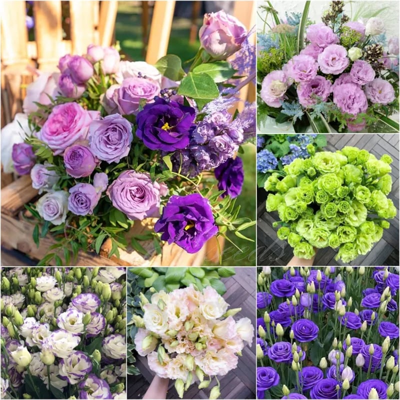 🔥Τελευταία μέρα πώλησης💝Eustoma Thornless Rose💐Σπόροι Lisianthus-GR 