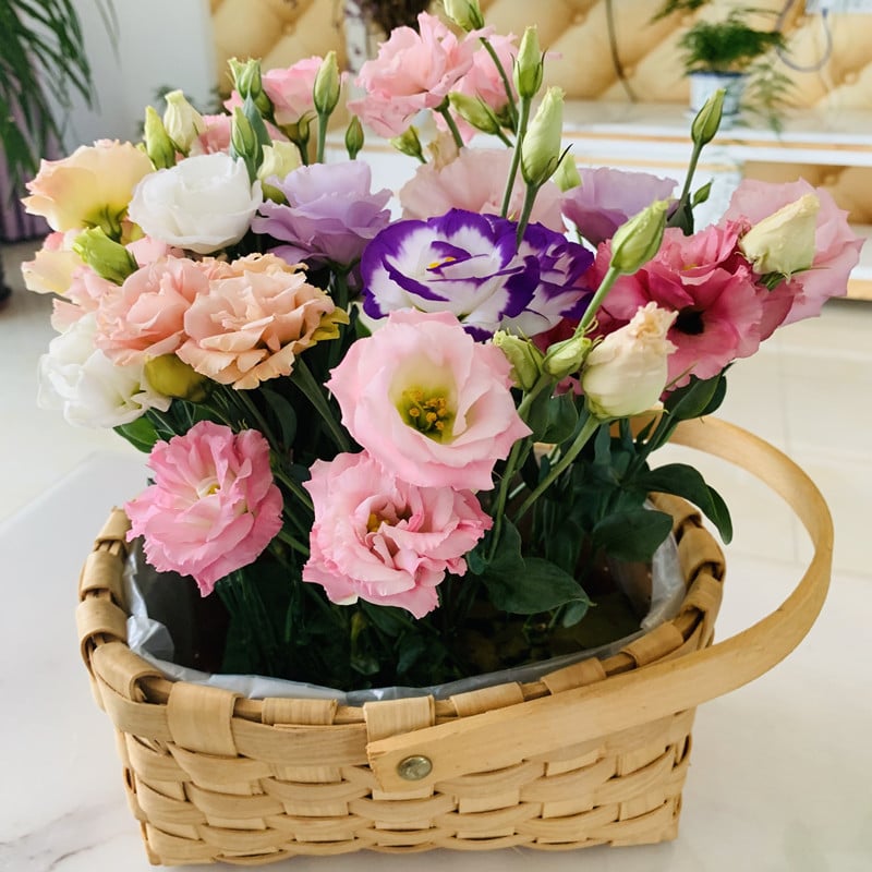 🔥Τελευταία μέρα πώλησης💝Eustoma Thornless Rose💐Σπόροι Lisianthus-GR 