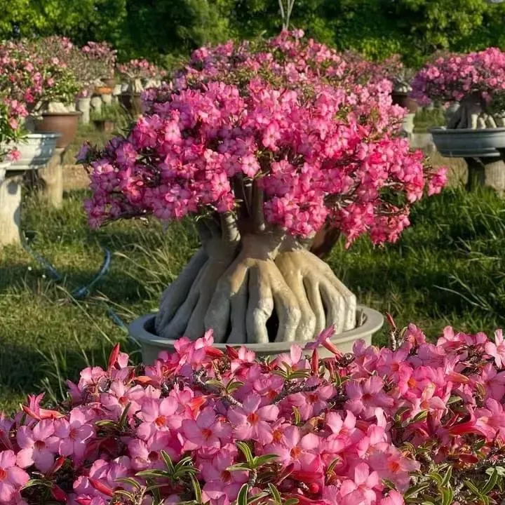 🔥Užauginkite „Desert Queen“ – dabar su nuolaida!🎁 😍Mėgsta žydėti, ilgai žydi 🌵 Dykumos rožė-LT