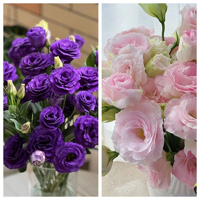 🔥Τελευταία ημέρα εκπτώσεων💝Τριαντάφυλλο Eustoma χωρίς αγκάθια💐Σπόροι Lisianthus-LT 