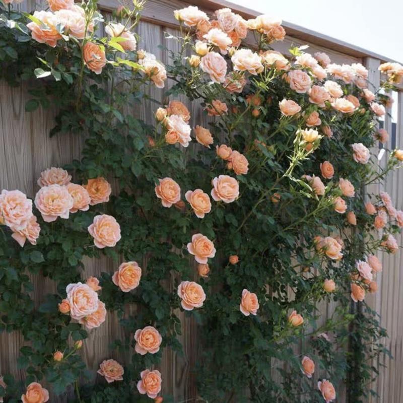 🌺 Αναρριχητικοί σπόροι τριαντάφυλλου-GR 
