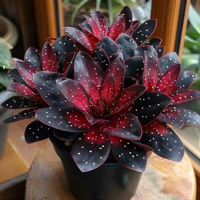 🌟Night blue hosta – μια υπέροχη προσθήκη στο σπίτι σας! 🌟-LT